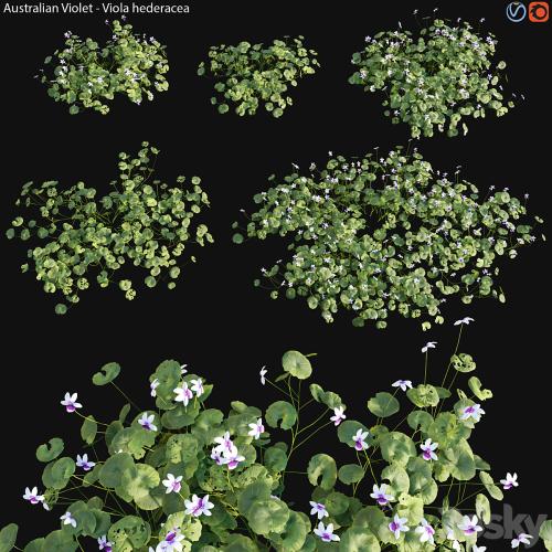 Viola hederacea -Australian Native Violet - 01