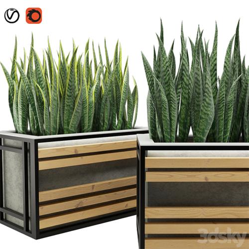 Sansevieria