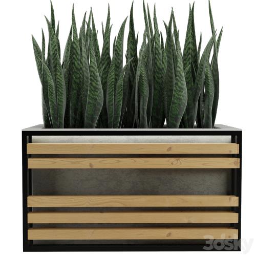 Sansevieria