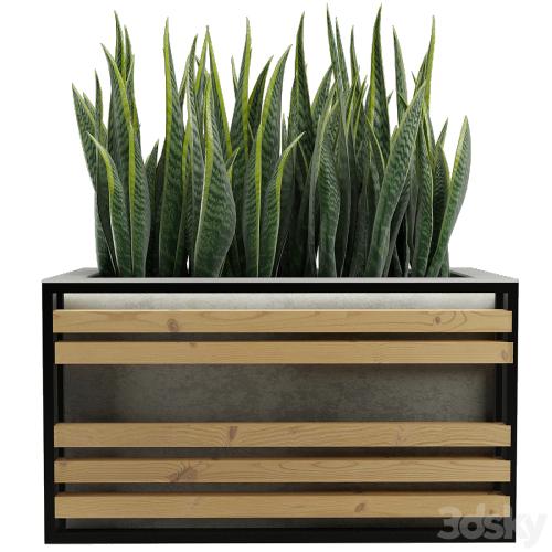 Sansevieria