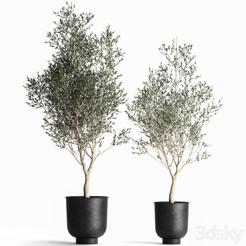 A collection of small Olive trees in a black metal pot and flowerpot. Set 967.