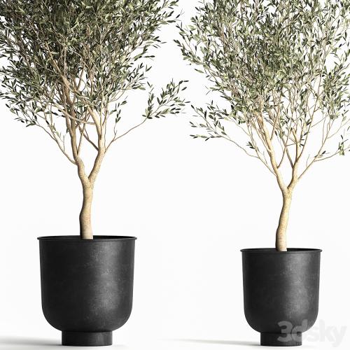 A collection of small Olive trees in a black metal pot and flowerpot. Set 967.