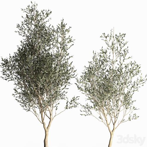 A collection of small Olive trees in a black metal pot and flowerpot. Set 967.