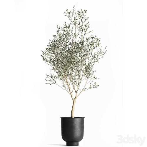 A collection of small Olive trees in a black metal pot and flowerpot. Set 967.