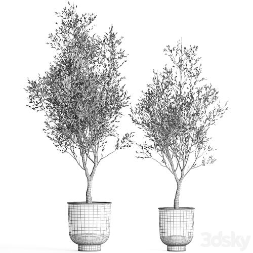 A collection of small Olive trees in a black metal pot and flowerpot. Set 967.