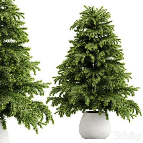 indoor plant Set 18