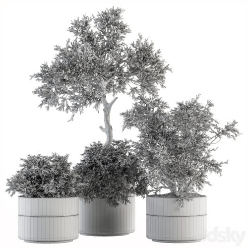 indoor Plant Set 200 - Tree in pot
