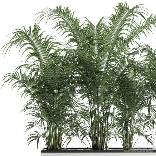 Beautiful lush thickets of exotic palm bushes in a white potted flowerbed. Set 691.