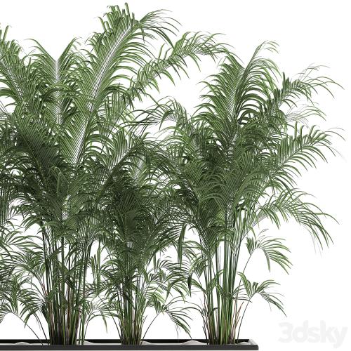 Beautiful lush thickets of exotic palm bushes in a white potted flowerbed. Set 691.