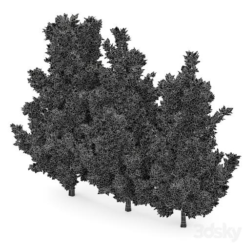 Leyland cypress - leylandi