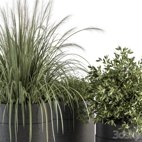 indoor Plant Set 250 - Plants Set in Pot