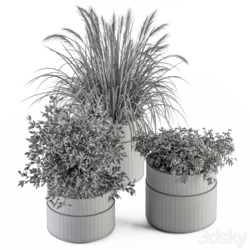 indoor Plant Set 250 - Plants Set in Pot