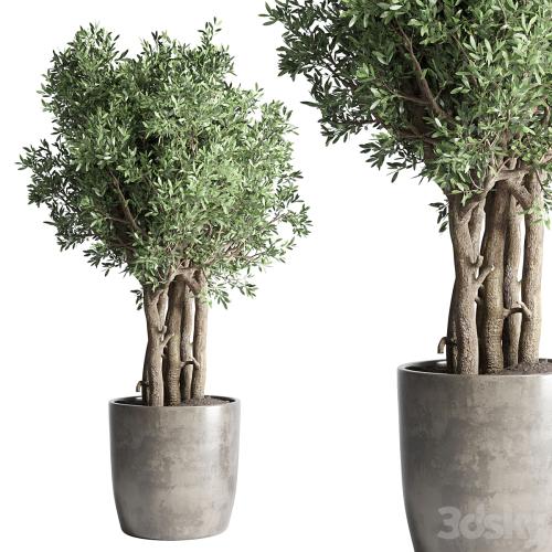 Collection Outdoor Indoor plant 53 concrete dirt vase pot tree bush