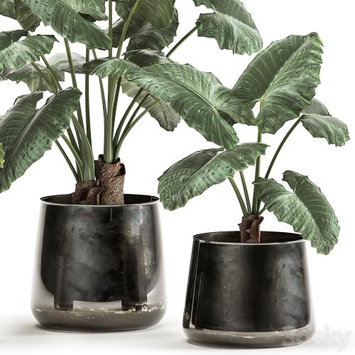 A collection of beautiful lush exotic flowers in black metal pots Alokasia. Set 881
