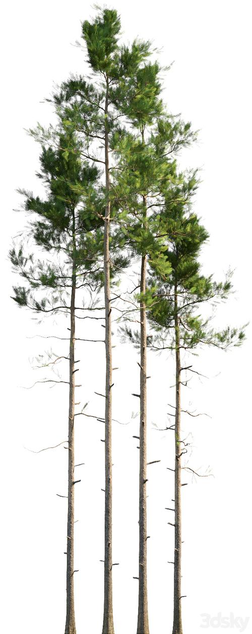 Pine trees