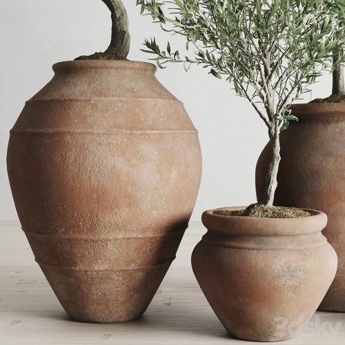 Olive European In Antique Clay Vessels