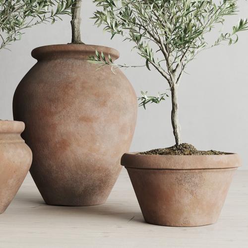 Olive European In Antique Clay Vessels