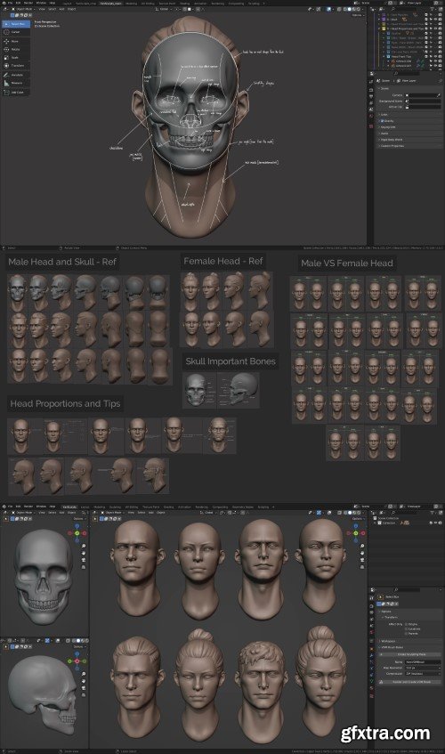 Master Sculpting Heads - 3D Blender Course - New Update! (V1.4)