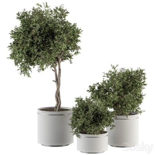 indoor Plant Set 311 - Tree and Plant Set in Black pot