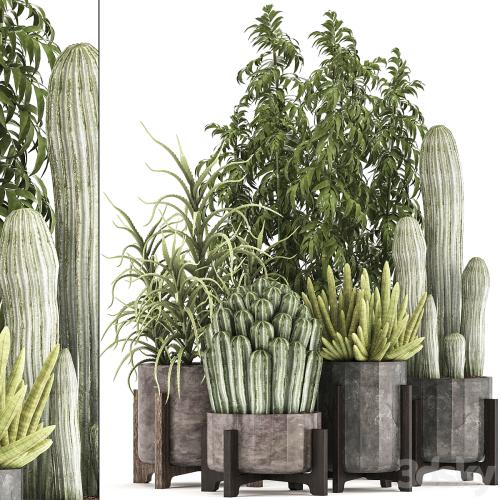 Collection of plants 325. Cactus, thickets, indoor plants, concrete, pot, bamboo, aloe, cactus, desert plants, thickets, outdoor