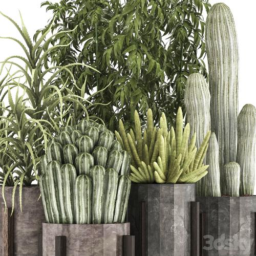 Collection of plants 325. Cactus, thickets, indoor plants, concrete, pot, bamboo, aloe, cactus, desert plants, thickets, outdoor