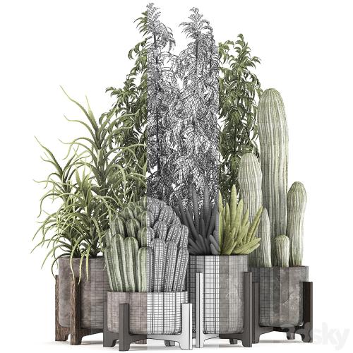 Collection of plants 325. Cactus, thickets, indoor plants, concrete, pot, bamboo, aloe, cactus, desert plants, thickets, outdoor