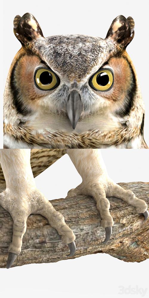 Owl