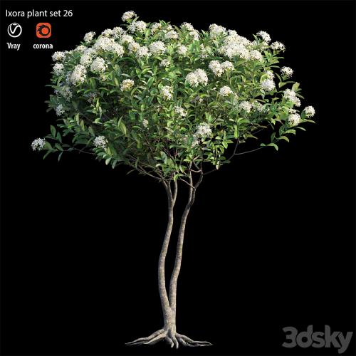 Ixora plant set 26