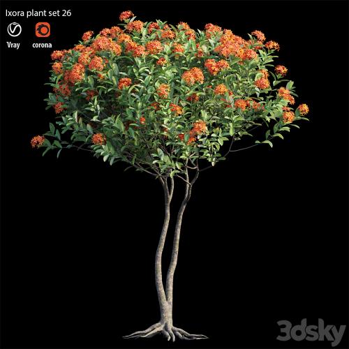 Ixora plant set 26