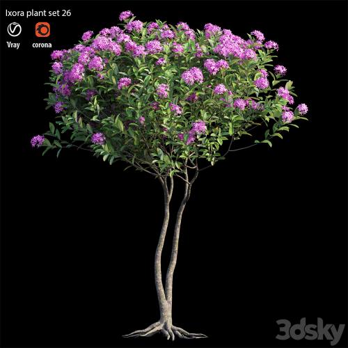 Ixora plant set 26