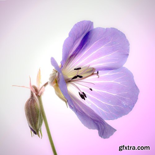 Fine art photography: X-ray like images of flowers for beginners