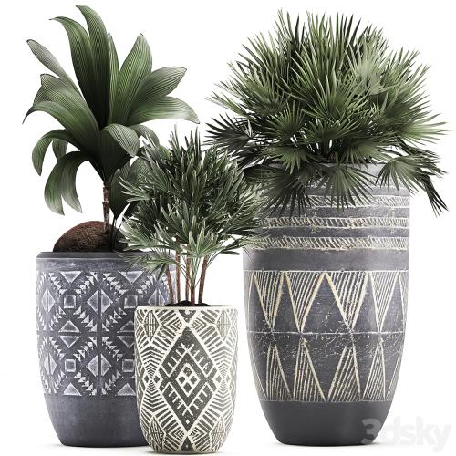 Collection of small plants in ethnic aged pots with coconut nutsifera, fan palm, Rhapis . Set 475.