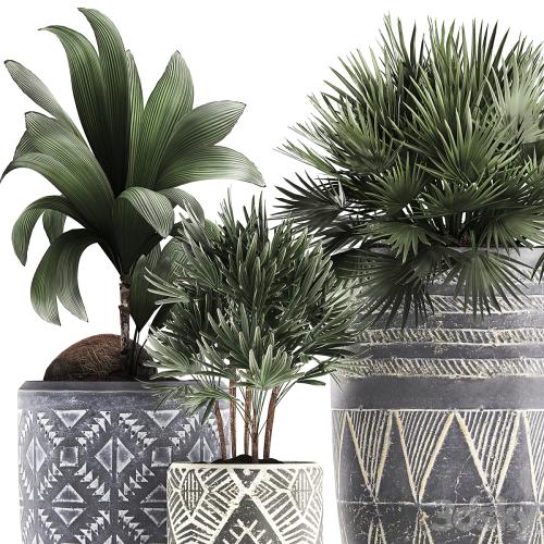 Collection of small plants in ethnic aged pots with coconut nutsifera, fan palm, Rhapis . Set 475.