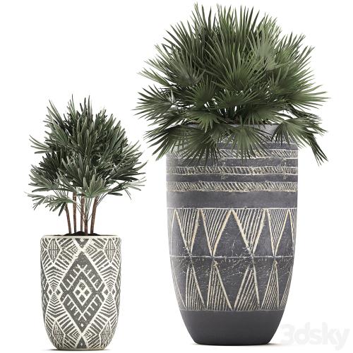 Collection of small plants in ethnic aged pots with coconut nutsifera, fan palm, Rhapis . Set 475.