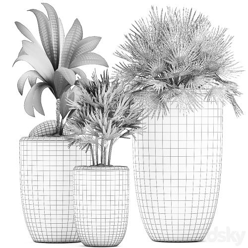 Collection of small plants in ethnic aged pots with coconut nutsifera, fan palm, Rhapis . Set 475.