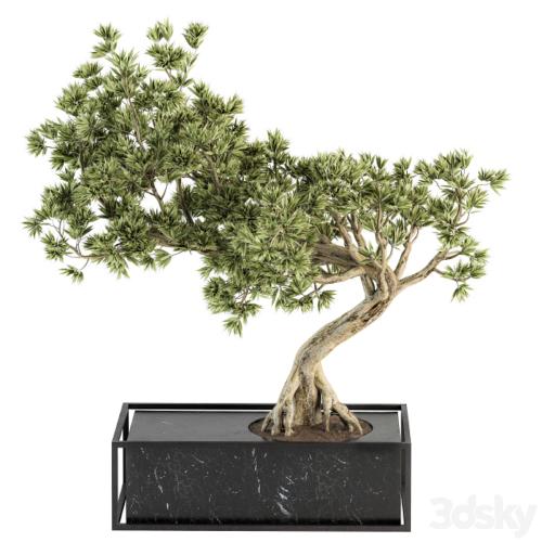 indoor Plant Set 225 - Bonsai Plant