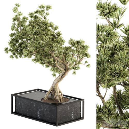 indoor Plant Set 225 - Bonsai Plant