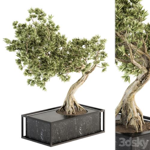 indoor Plant Set 225 - Bonsai Plant