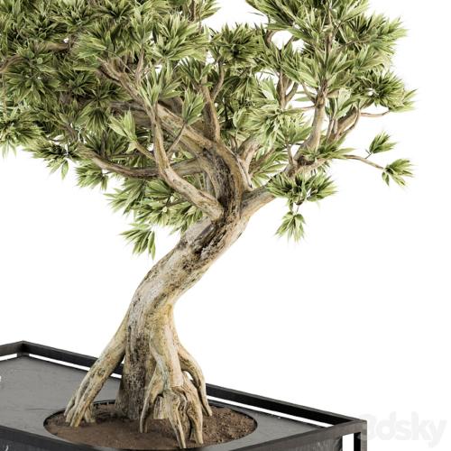 indoor Plant Set 225 - Bonsai Plant