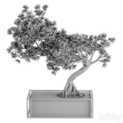 indoor Plant Set 225 - Bonsai Plant