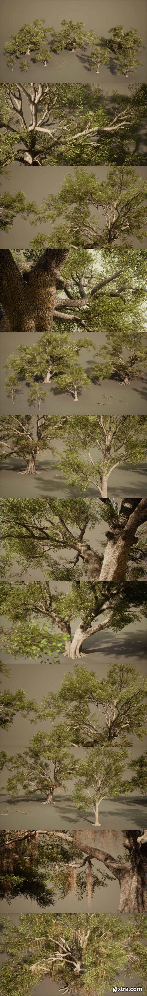 Foliage VOL.13 – Southern Oak Trees