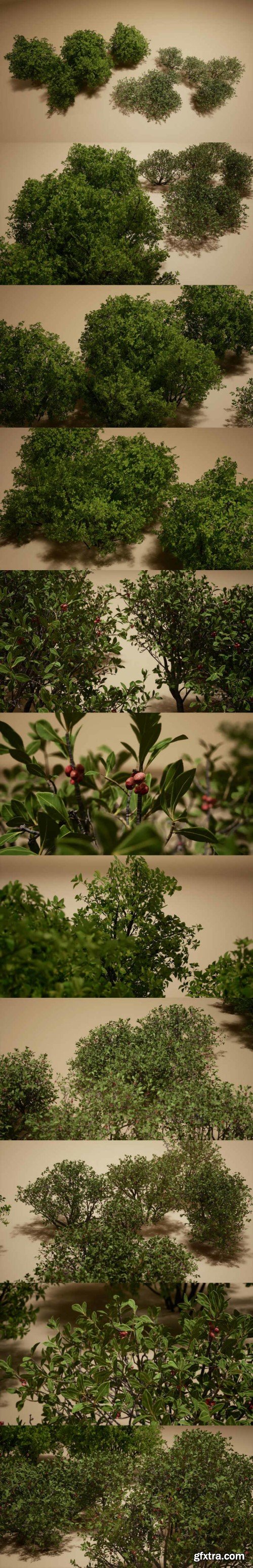 Foliage VOL.11 – Bushes