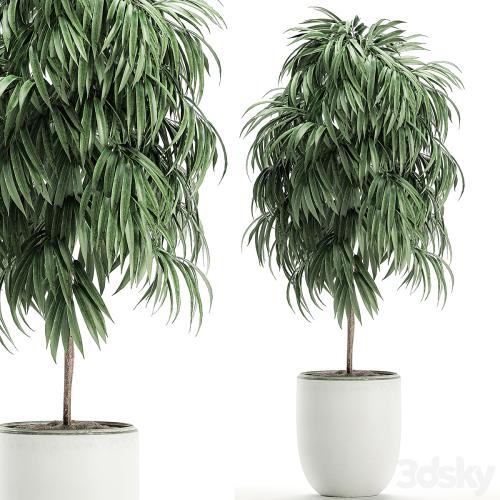 A beautiful small decorative tree in a white modern pot with Ficus Ali. Set 501.