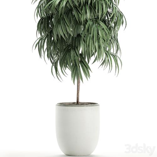 A beautiful small decorative tree in a white modern pot with Ficus Ali. Set 501.