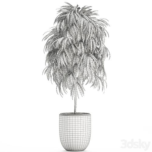 A beautiful small decorative tree in a white modern pot with Ficus Ali. Set 501.