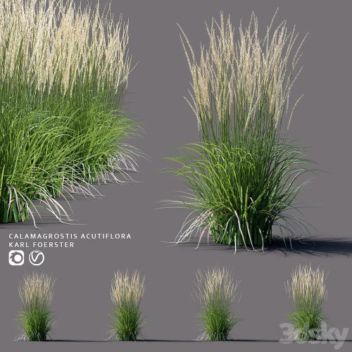 White reed grass | Calamagrostis acutiflora Karl Foerster