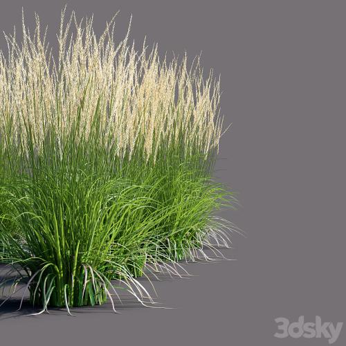 White reed grass | Calamagrostis acutiflora Karl Foerster