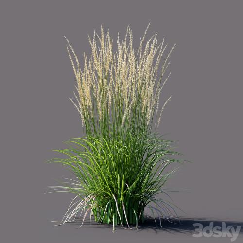 White reed grass | Calamagrostis acutiflora Karl Foerster