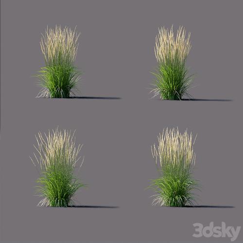 White reed grass | Calamagrostis acutiflora Karl Foerster