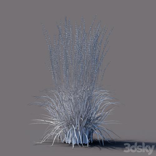 White reed grass | Calamagrostis acutiflora Karl Foerster